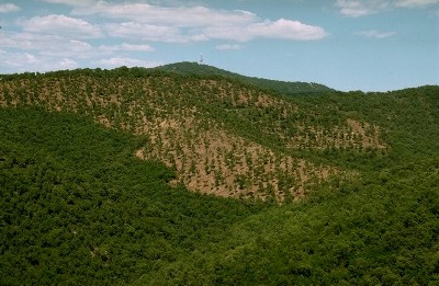 Une for&ecirc;t m&eacute;diterran&eacute;enne